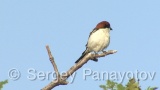 Video of Woodchat Shrike - Woodchat Shrike hunting near to the nest